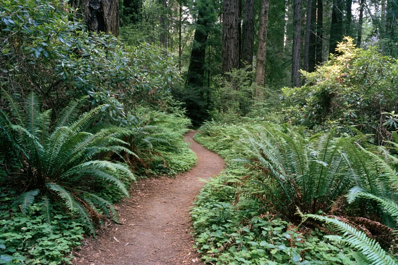 Narrow dirt hiking trail winding through dense old-growth redwood forest with ferns and undergrowth