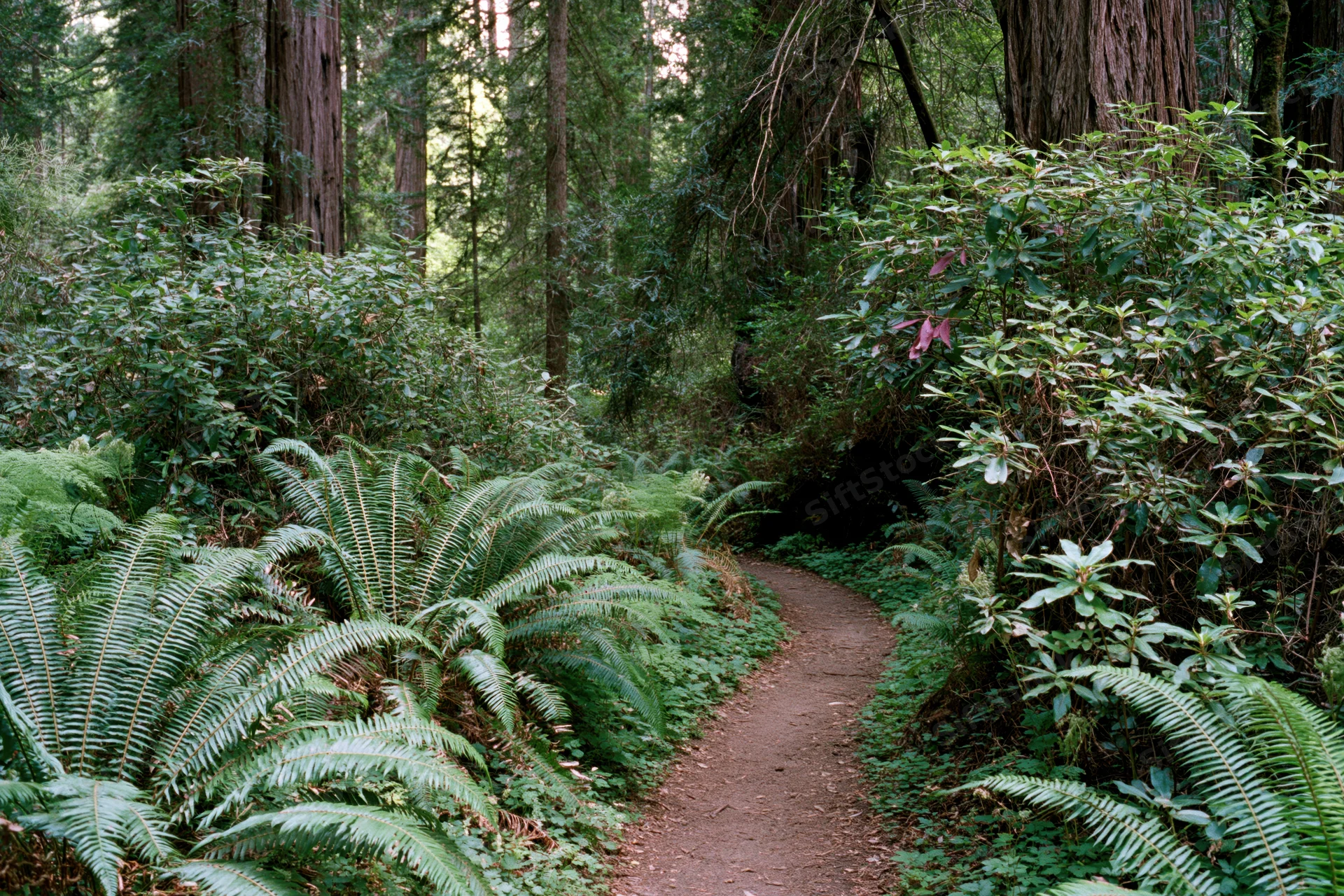 Narrow dirt hiking trail winding through dense old-growth redwood forest with ferns and underbrush