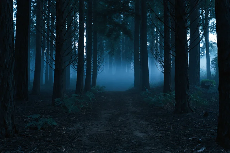 Narrow dirt path winding through a foggy forest at twilight