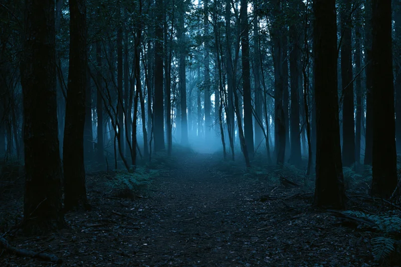 Narrow dirt path winding through dense foggy forest at dusk