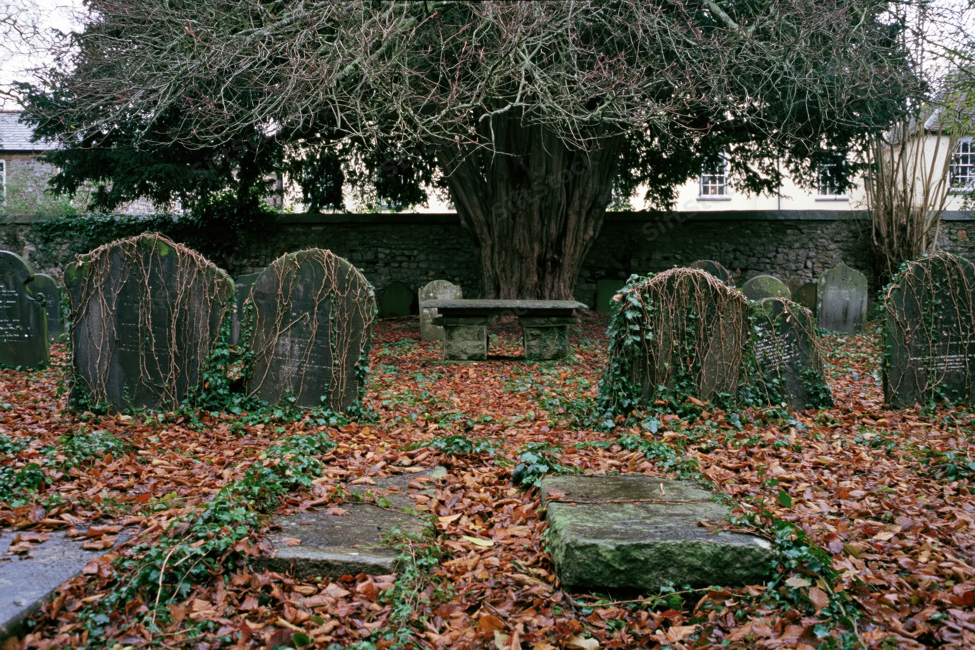 Weathered stone gravestones covered in ivy and fallen leaves in an old english churchyard