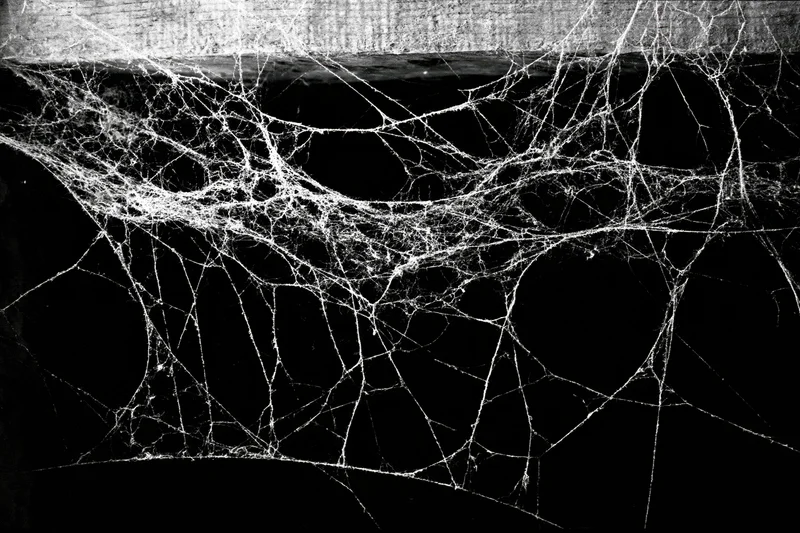 Tangled spiderweb stretched across dark corner with visible filaments and shadows