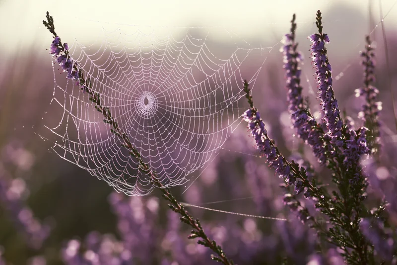 Spiderweb glistening with dew stretched between purple heather stems in a field