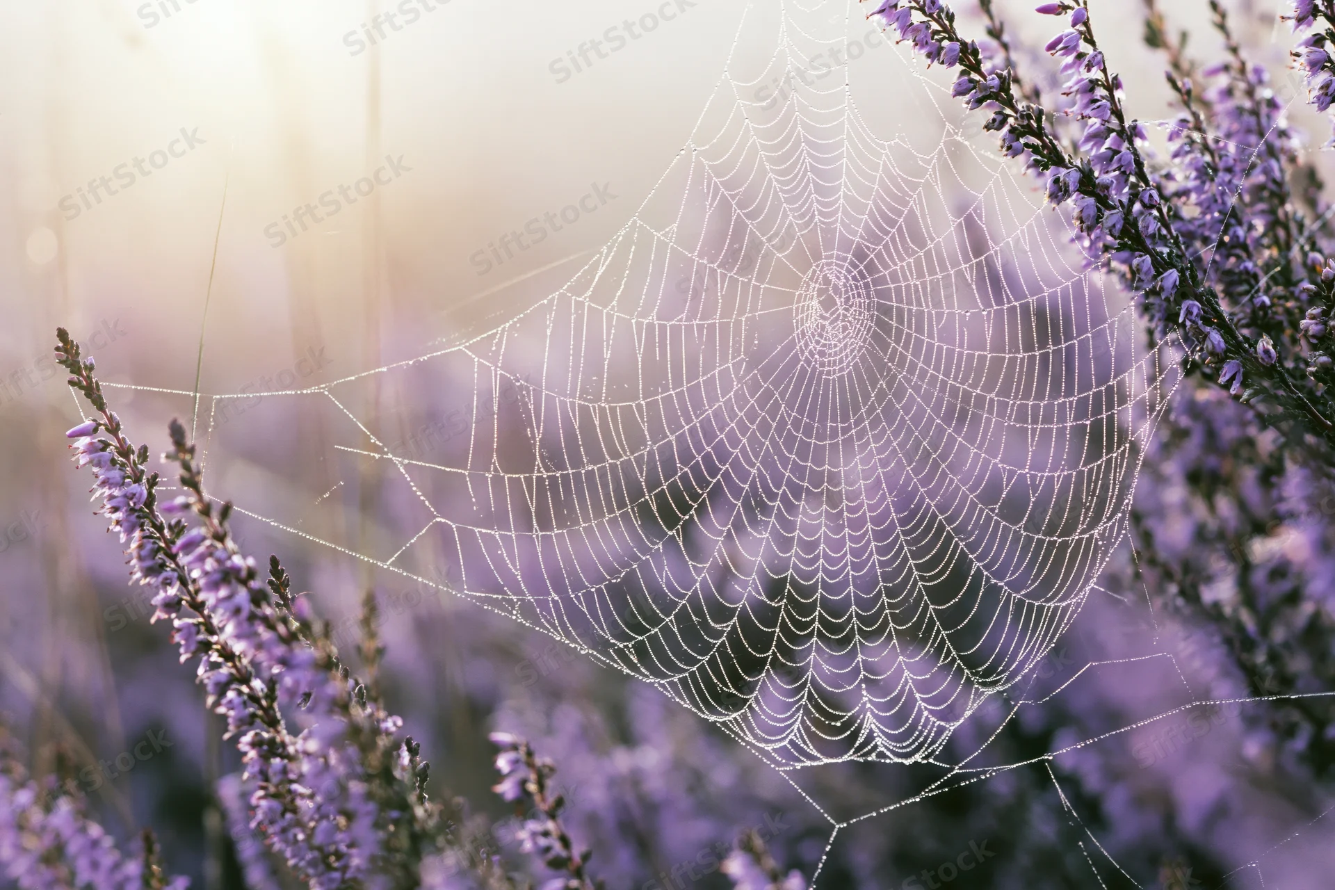 Dew-covered orb-weaver spiderweb stretched between purple heather stems in a spring meadow