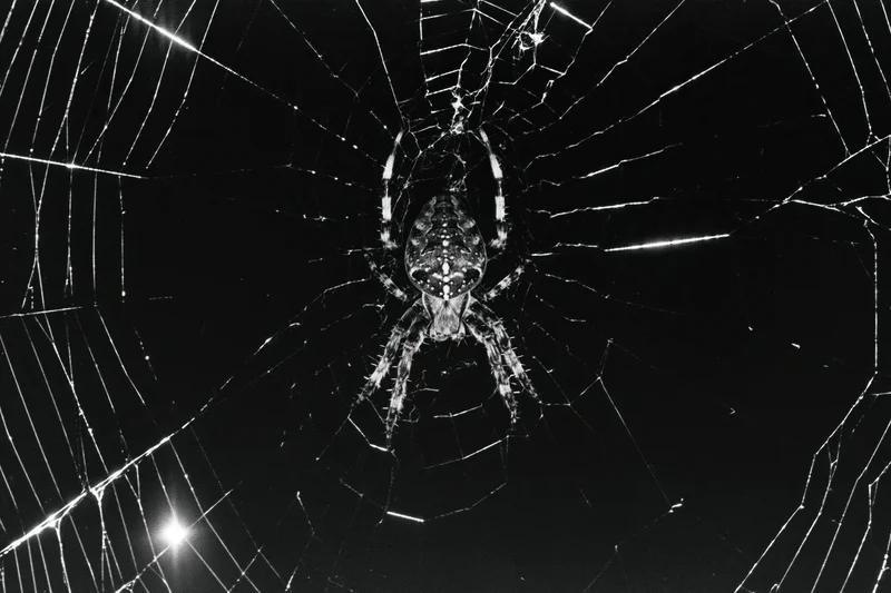 Orbweaver spider resting at center of large circular web at night