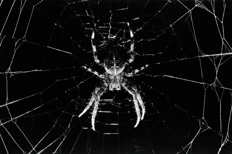 Orbweaver spider resting at center of circular web against dark background