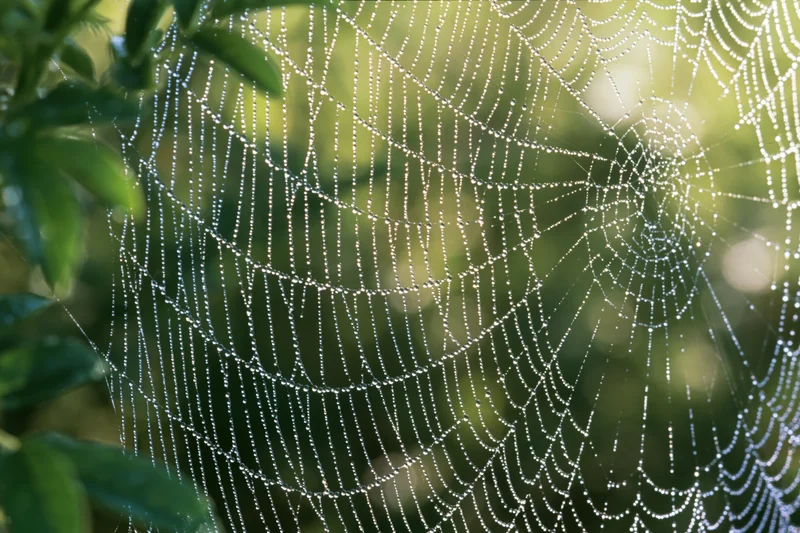 Close-up of an orb weaver spider web covered in tiny dew droplets in a green garden setting