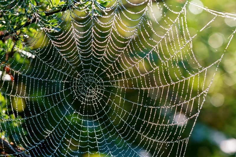 Closeup of an orb weaver spiderweb covered in dew droplets among green foliage in morning light