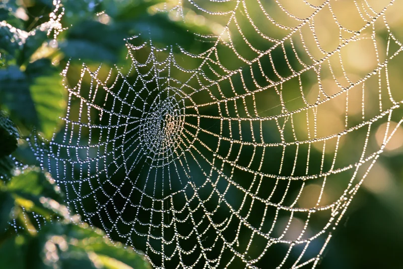 Closeup of an orb weaver spiderweb covered in dew droplets among green leaves in morning light