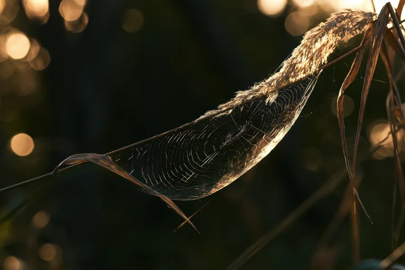 Spiderweb stretched between dry grass stems in golden hour light