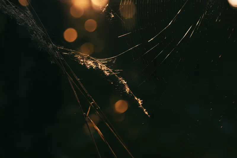 Closeup of an orb weaver spider web stretched between dry grass stems in a dark outdoor setting with golden bokeh light