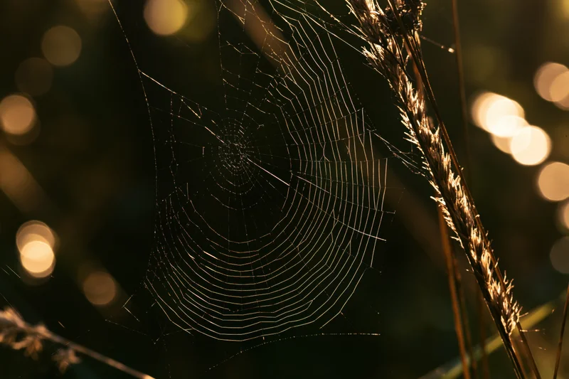 Intricate orb weaver spiderweb stretched between dry grass stems in a sunlit field at dusk