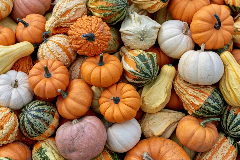 Overhead view of mixed autumn pumpkins and gourds piled together in a colorful harvest display
