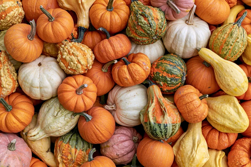 Overhead view of a pile of mixed autumn pumpkins and gourds in various colors and shapes