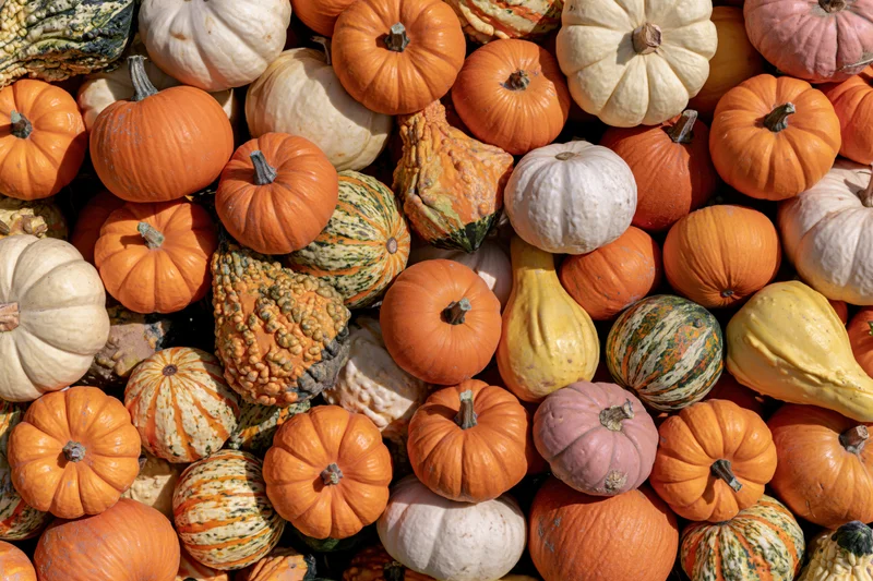 Overhead view of assorted pumpkins and gourds piled together in a flat lay arrangement
