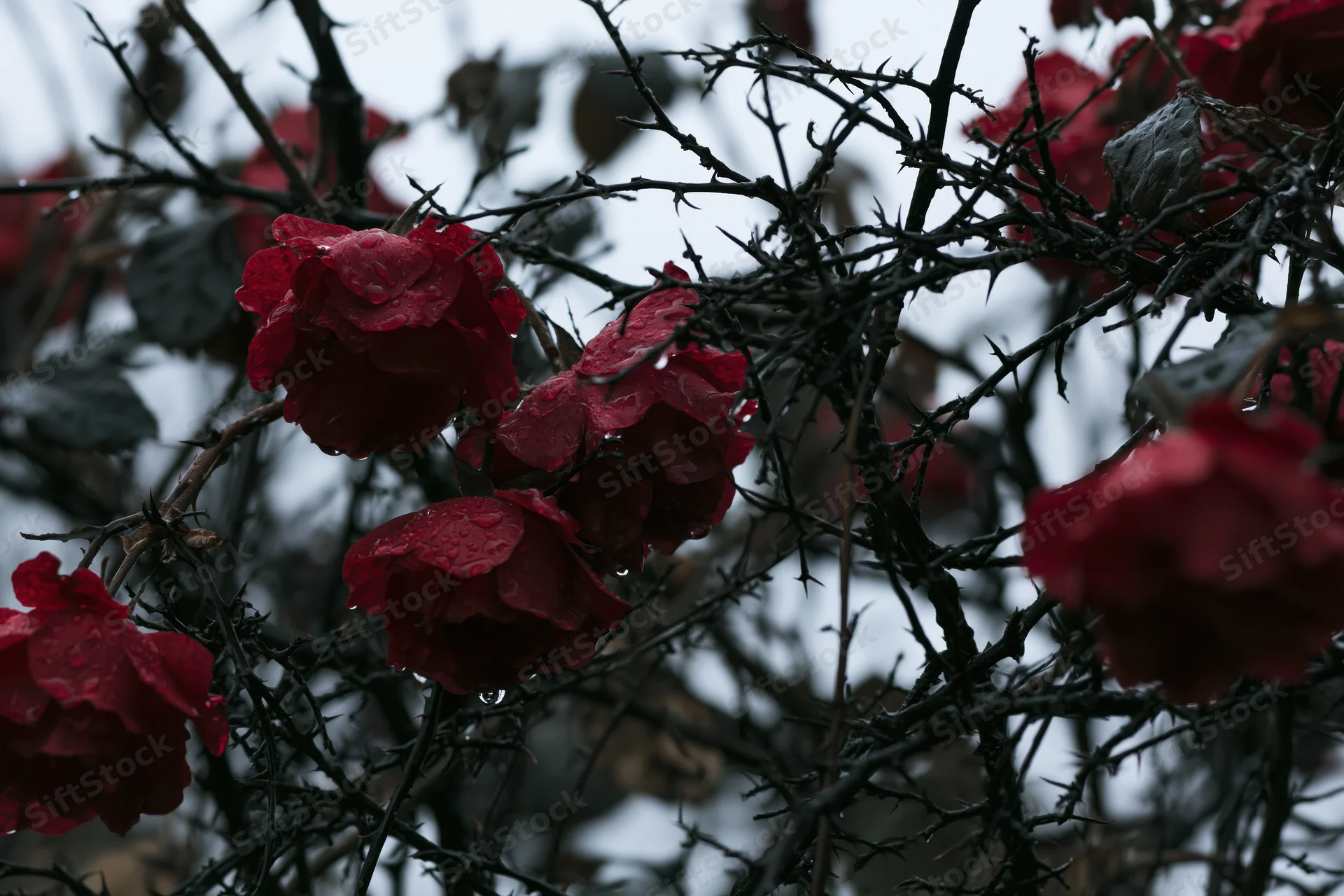 Red roses with raindrops blooming on dark thorny stems against a cloudy sky