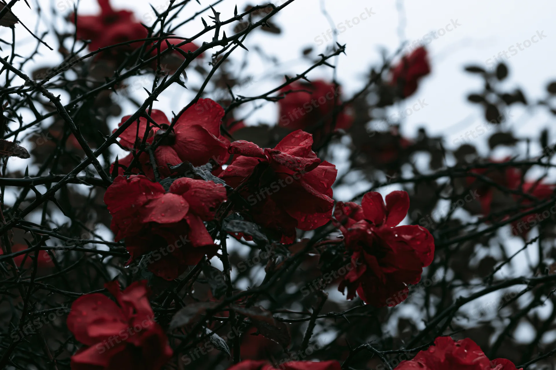 Red roses blooming among dark twisted thorny bramble stems in a garden setting