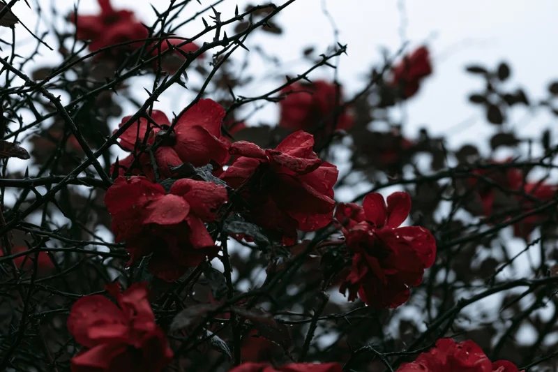 Red roses blooming among dark twisted thorny bramble stems in a garden setting
