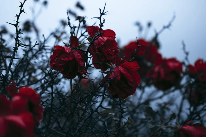 Red roses blooming among dark twisted thorny bramble stems in a garden setting