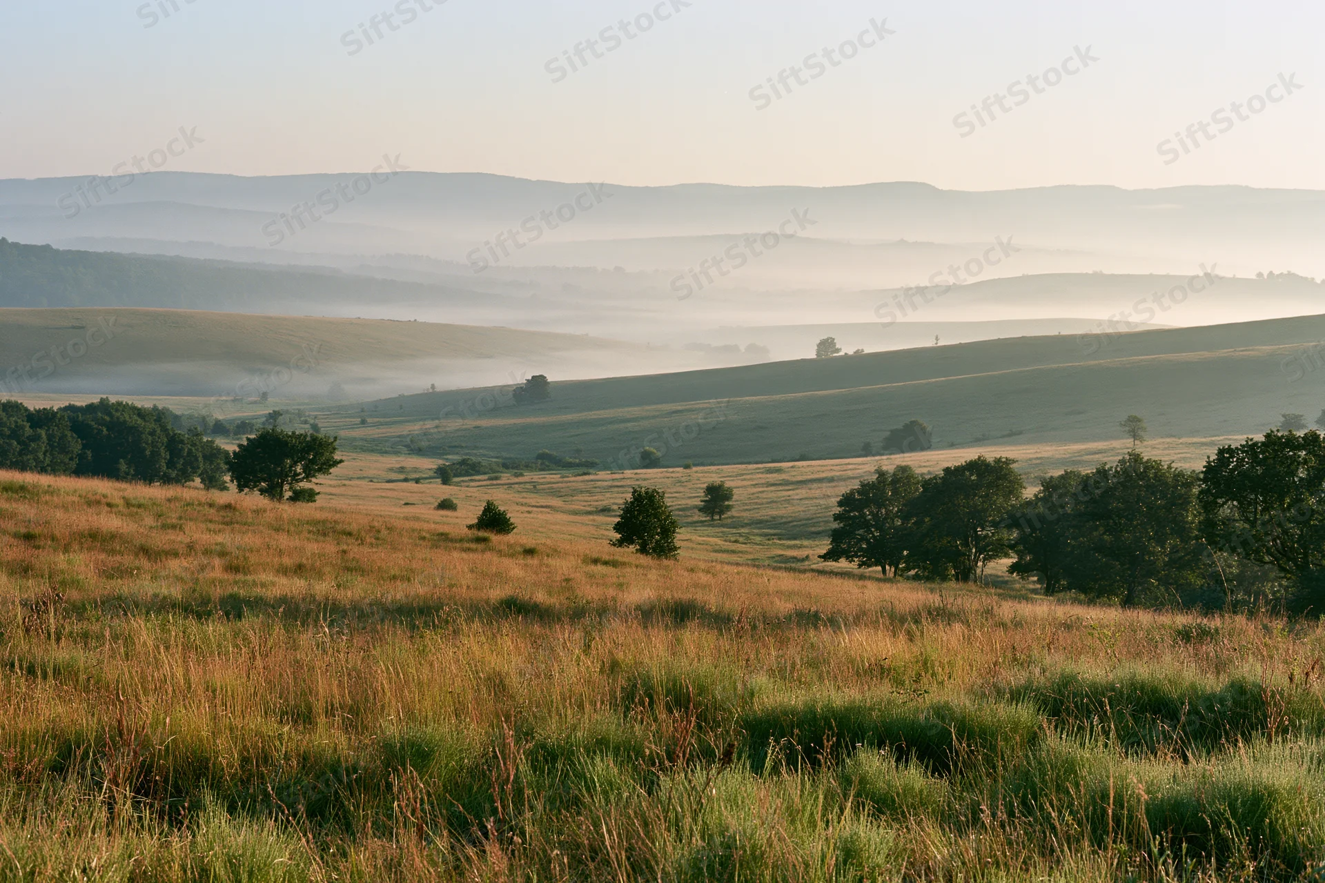 Rolling hills covered in mist at sunrise with grassy meadows and scattered trees in the foreground
