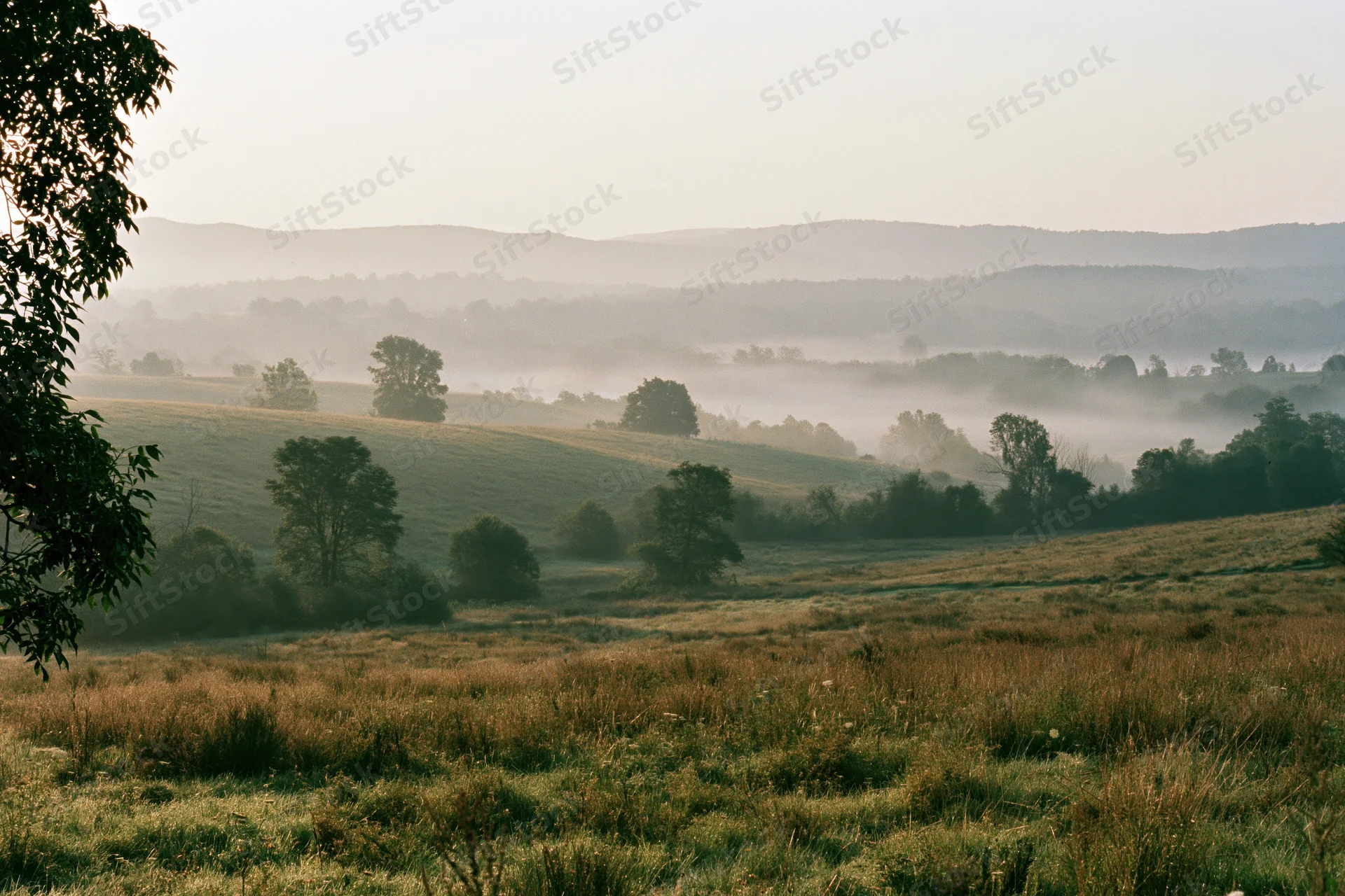 Misty rolling hills and fields at dawn in the countryside