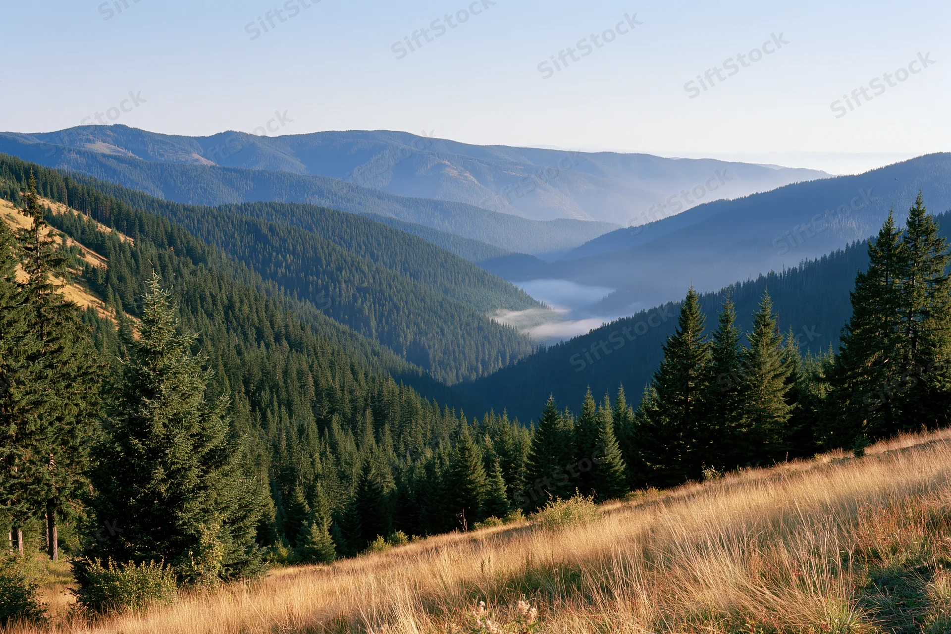Mountain valley covered in dense pine forest with morning mist in the lowlands, viewed from a grassy slope under clear sky