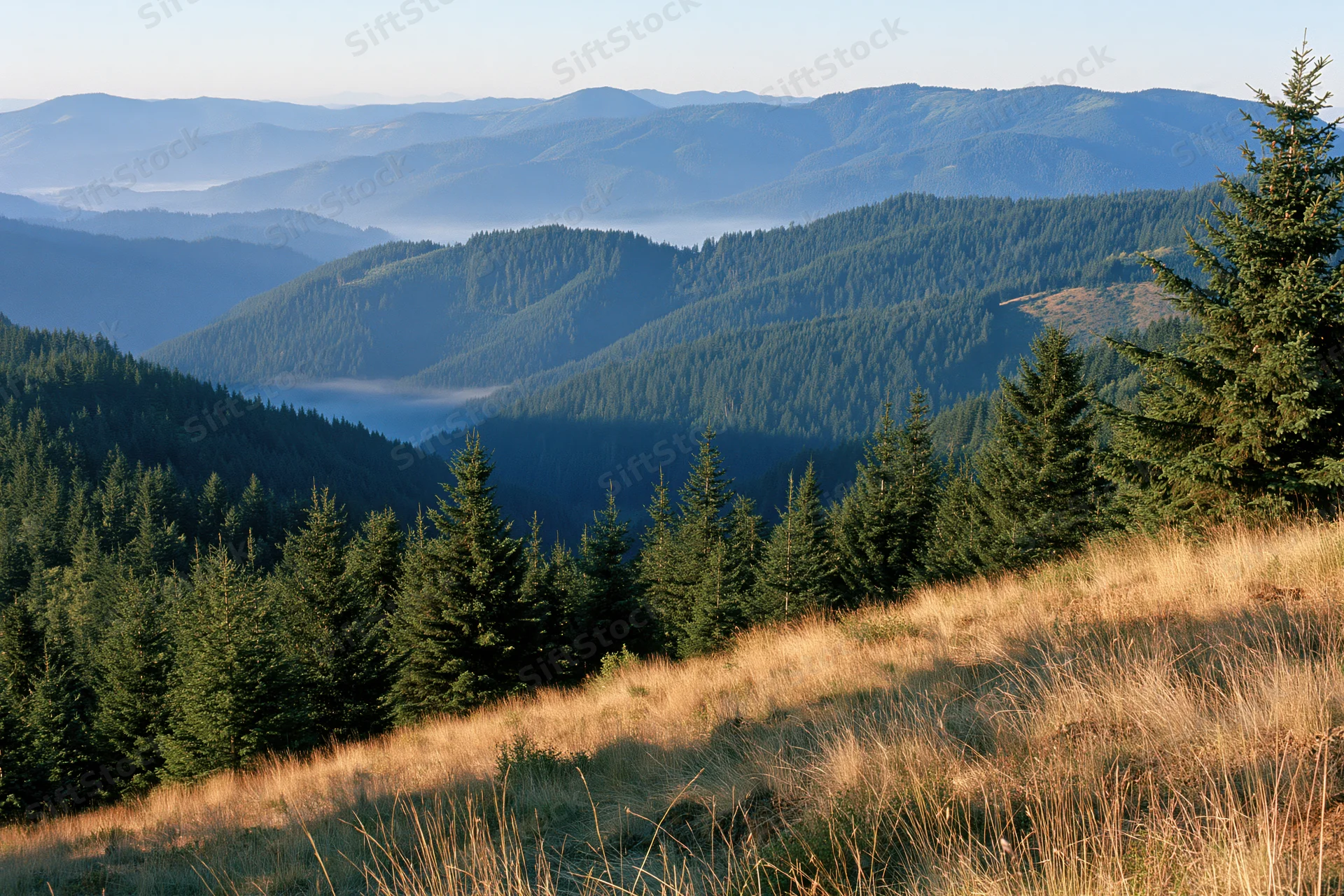 Rolling forested mountains with morning mist in a valley viewed from a grassy slope
