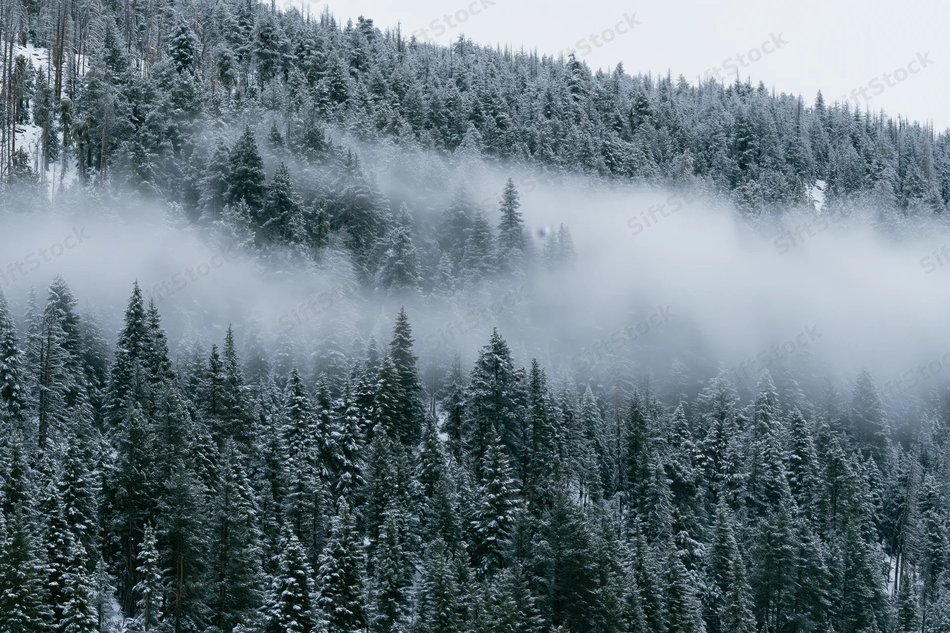 Snow-covered conifer forest on a steep mountain slope with fog drifting through the trees