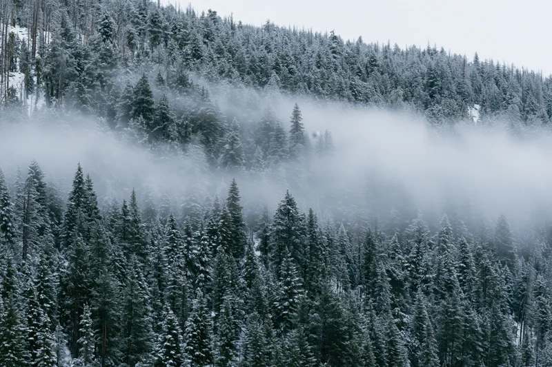 Snow-covered conifer forest on a steep mountain slope with fog drifting through the trees