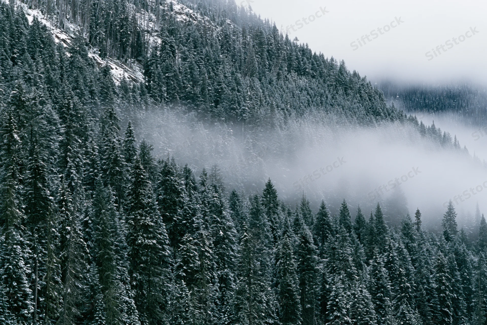 Snow-covered conifer forest on a steep mountain slope with fog drifting through the trees