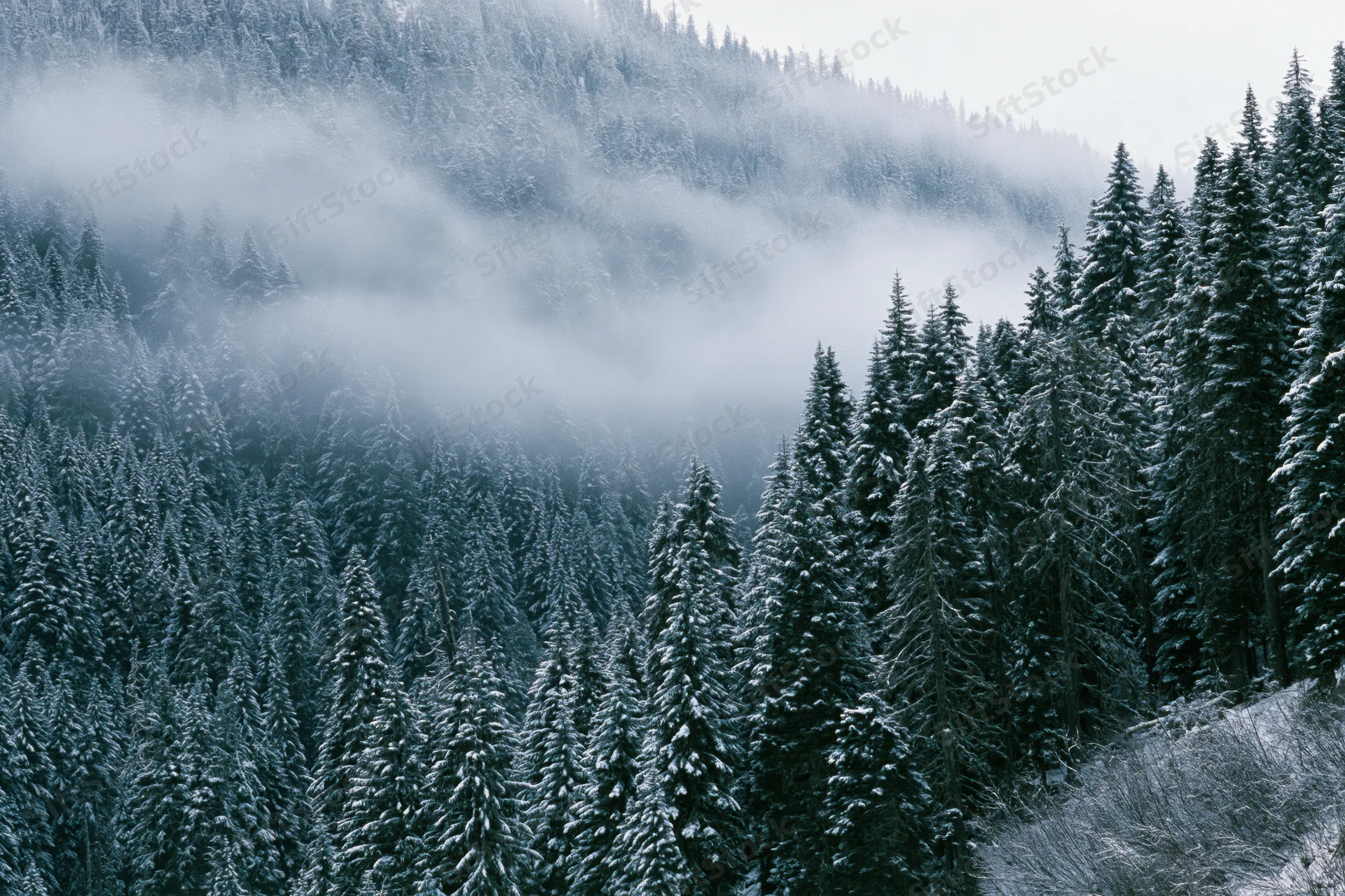 Snow-covered conifer forest on a steep mountain slope with mist drifting through the trees