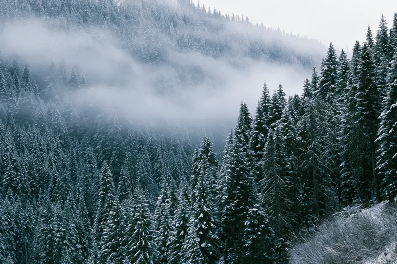 Snow-covered conifer forest on a steep mountain slope with mist drifting through the trees
