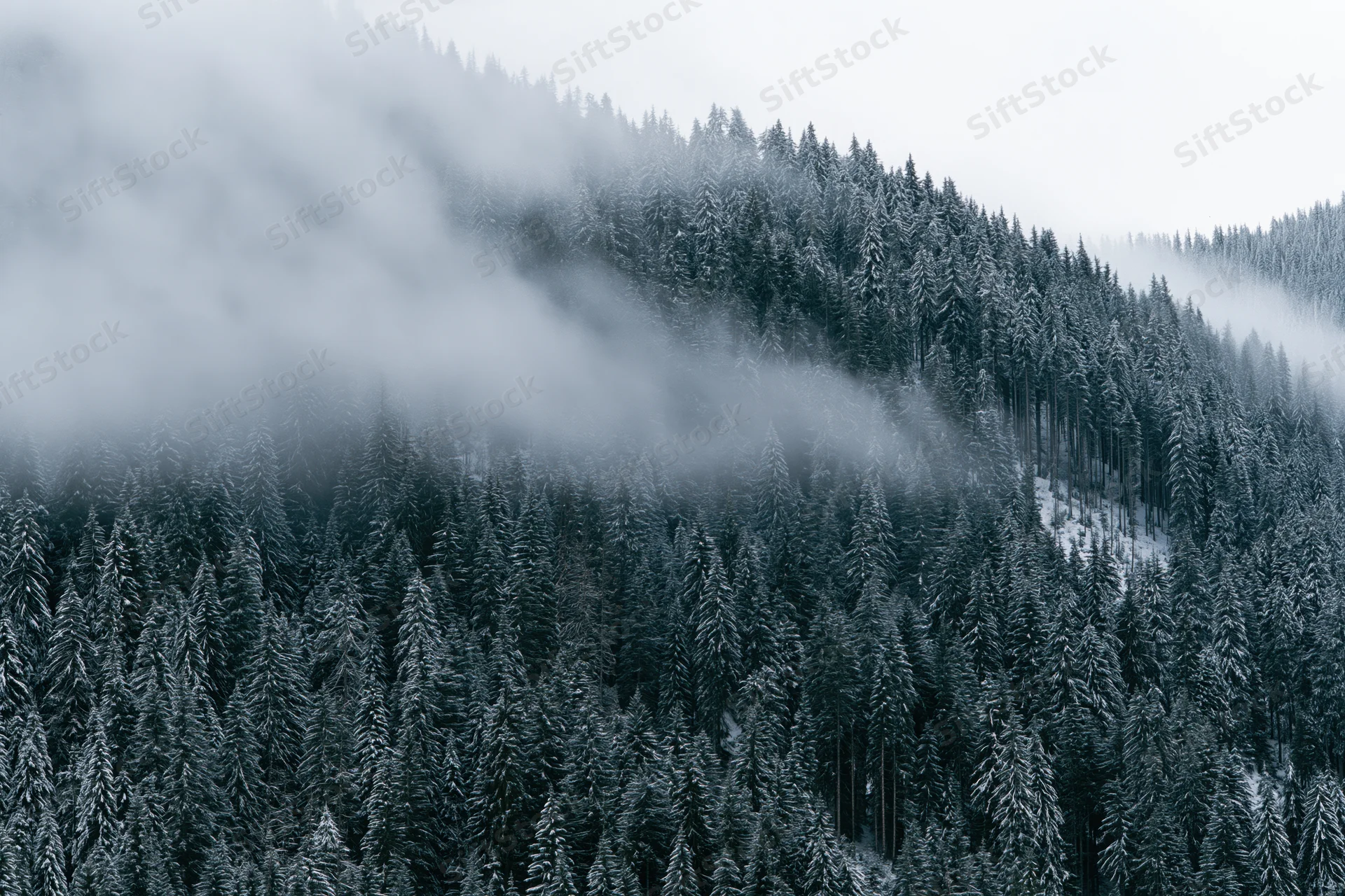 Snow-covered conifer forest on a steep mountain slope with mist drifting through the trees