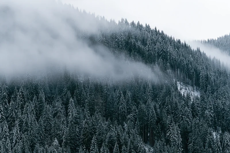 Snow-covered conifer forest on a steep mountain slope with mist drifting through the trees