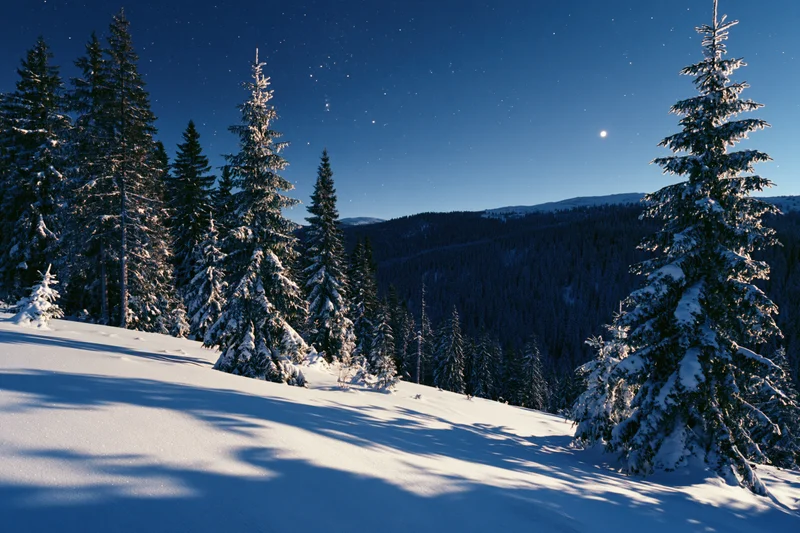 Snow-covered spruce forest on a mountain slope under a starry night sky with moonlight