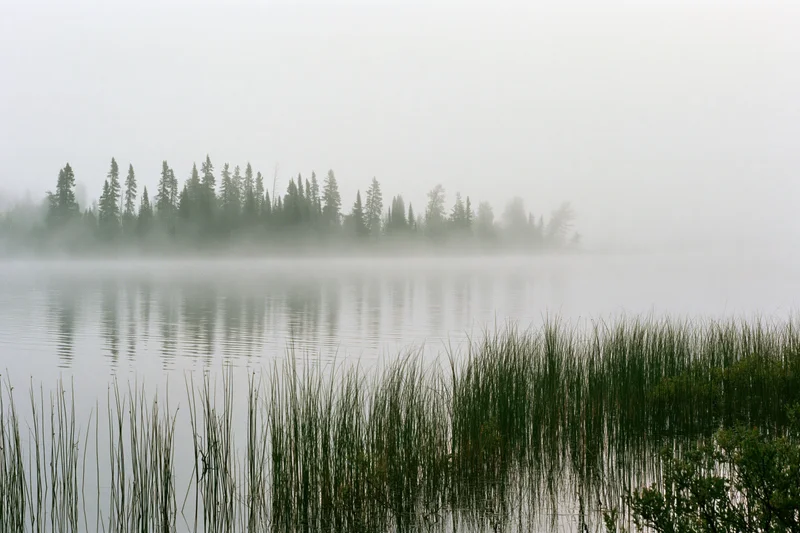 Fog-covered lake with spruce trees reflected in still water near reeds at dawn