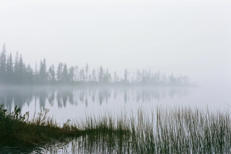 Fog-covered lake reflecting sparse spruce trees along the shoreline in the morning