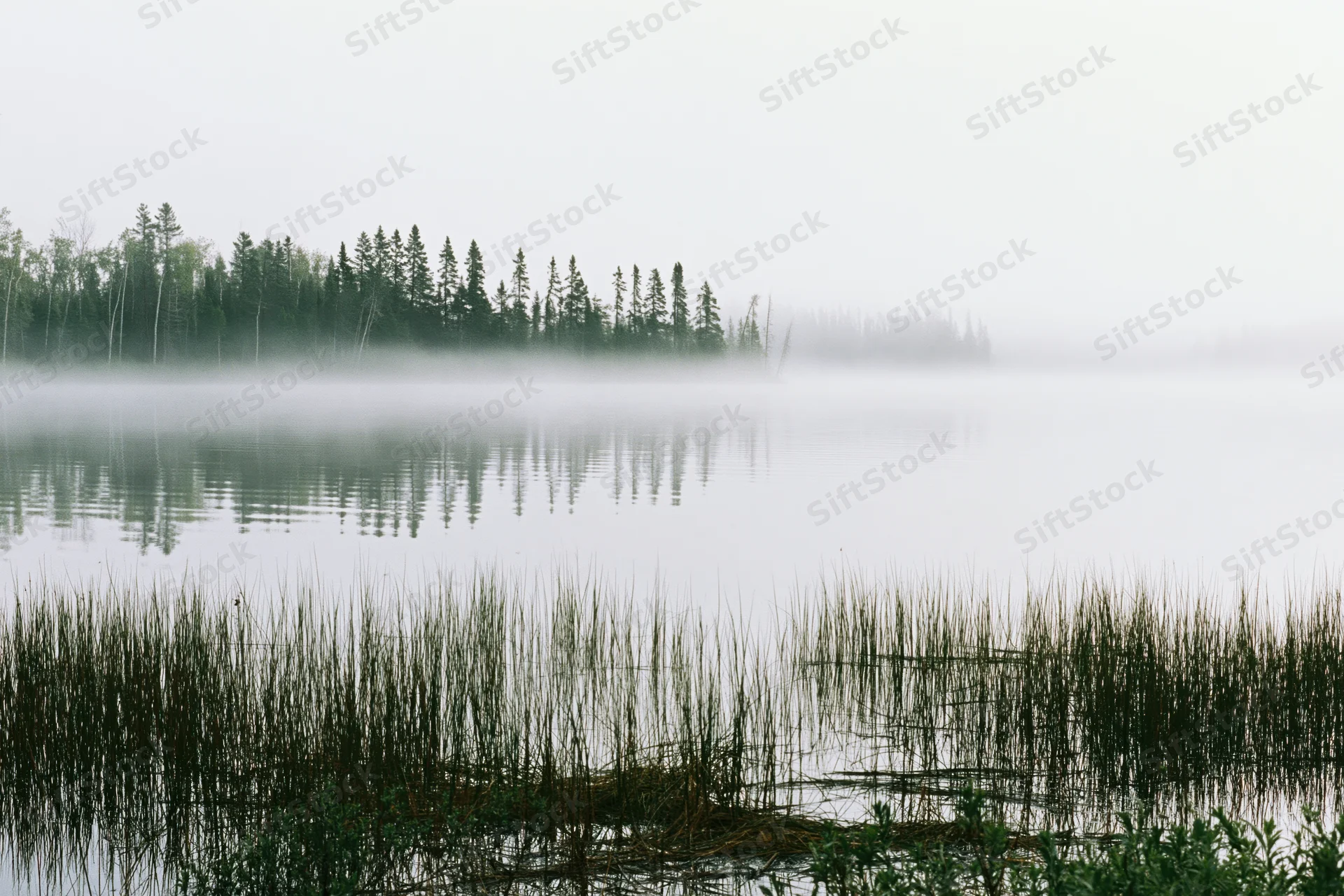 Fog-covered lake with spruce trees reflected in still water near reeds at dawn