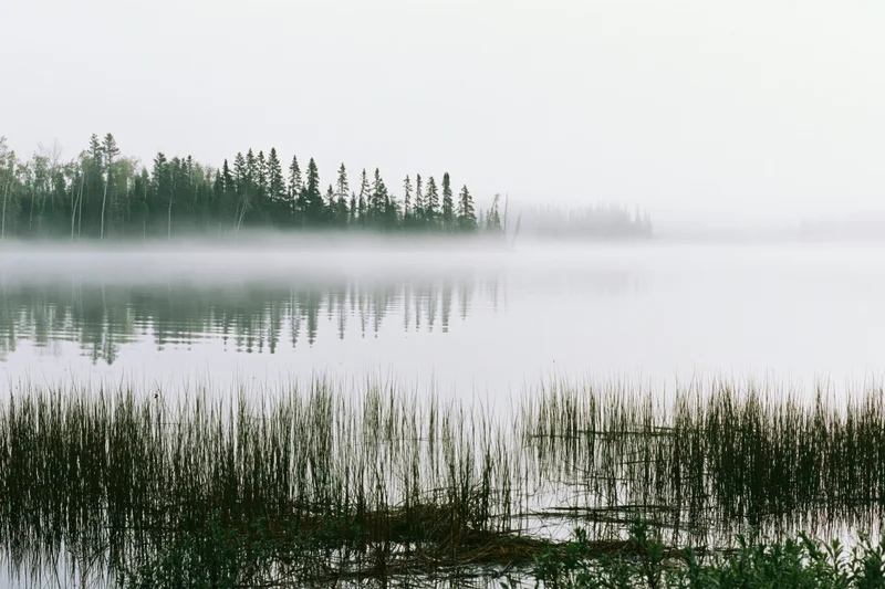 Fog-covered lake with spruce trees reflected in still water near reeds at dawn