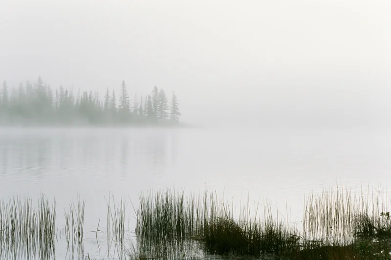 Fog-covered lake with spruce trees emerging in the distance and reeds in the foreground