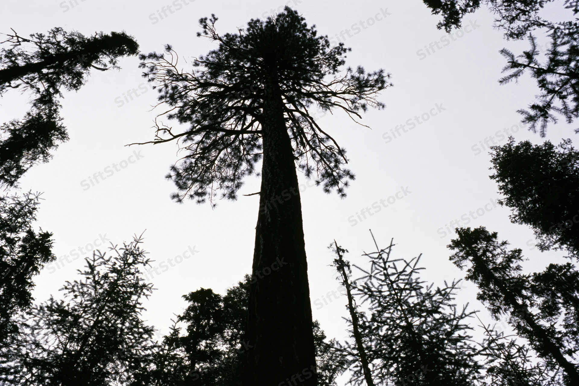 Tall pine tree silhouetted against overcast sky in dense boreal forest