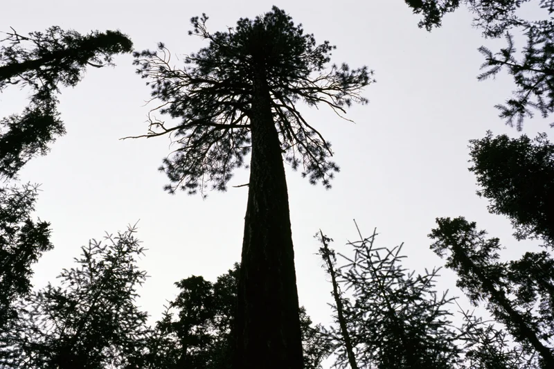 Tall pine tree silhouetted against overcast sky in dense boreal forest
