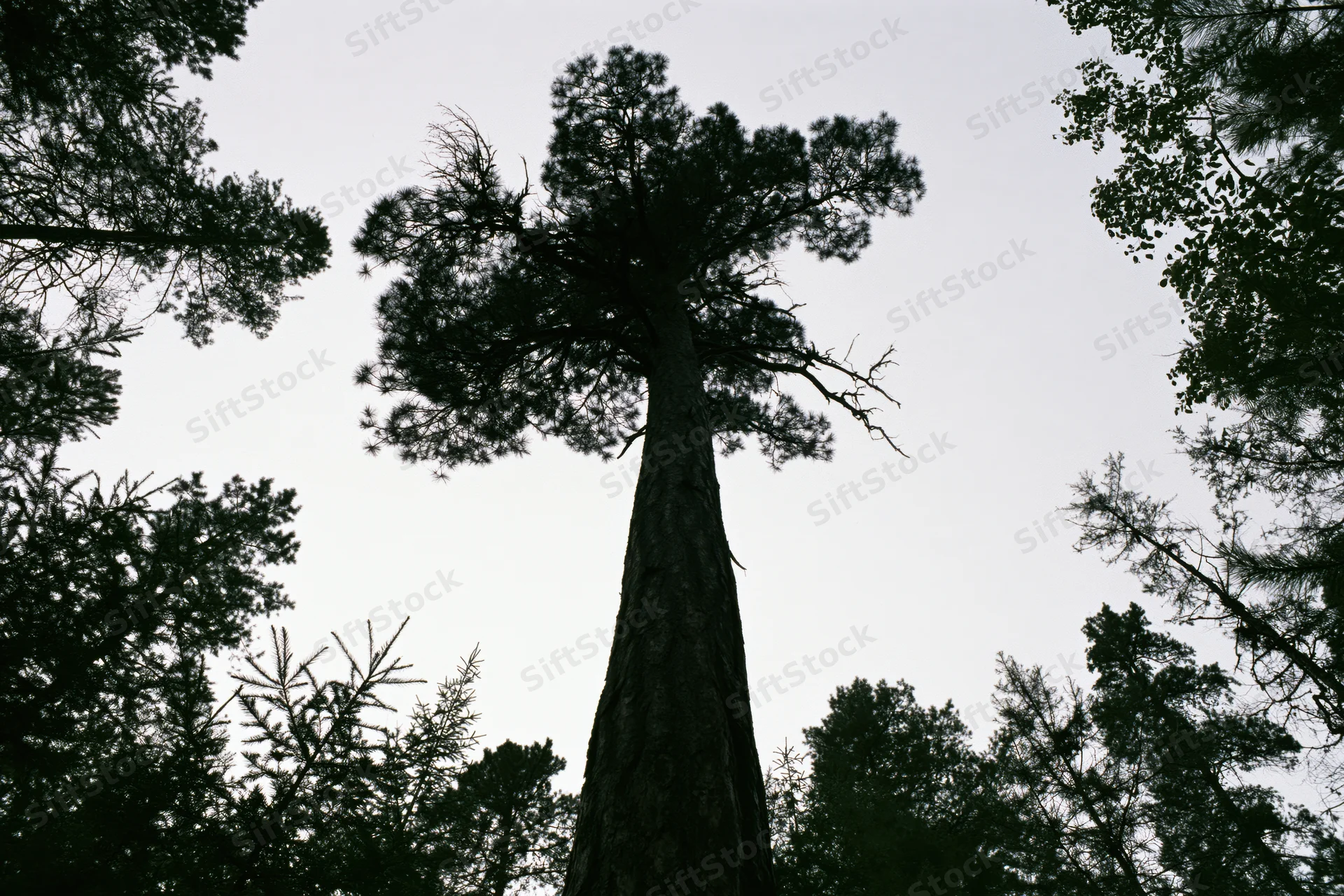 Tall pine tree rising above dense forest canopy viewed from below
