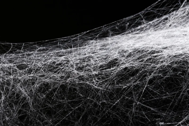 Tangled cobweb stretching diagonally across frame in high contrast black and white