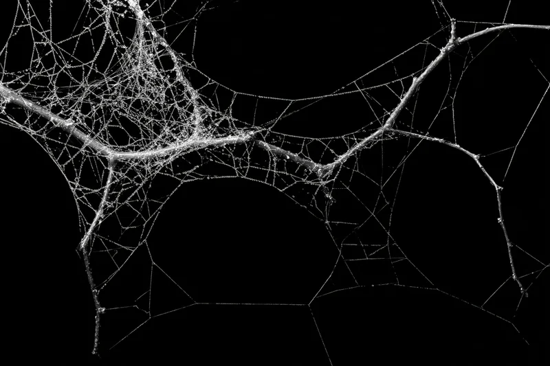 Tangled spiderweb with dew droplets against black background