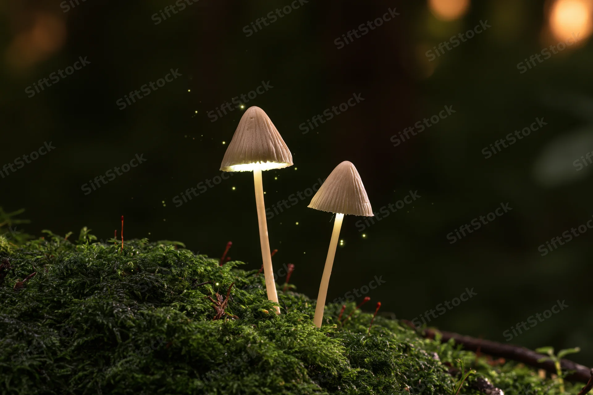 Two slender wild mushrooms with pale conical caps glowing softly on a mossy forest floor at night