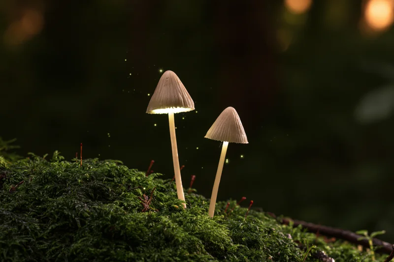 Two slender wild mushrooms with pale conical caps glowing softly on a mossy forest floor at night