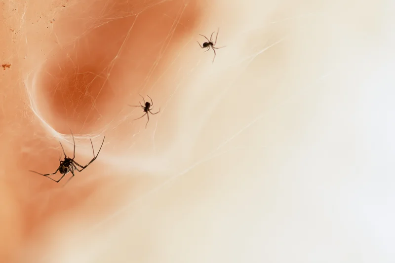 Tiny spiders on fine cobwebs over human skin surface