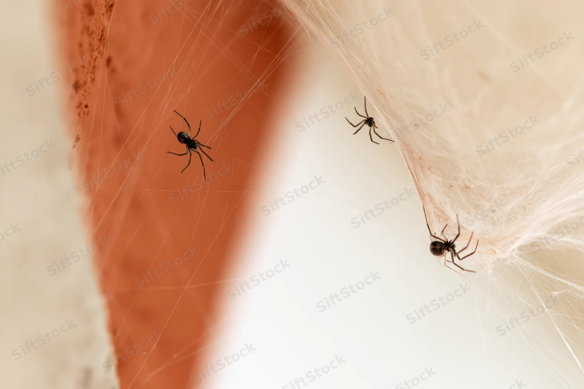 Three small spiders suspended on fine cobwebs in a corner of a room