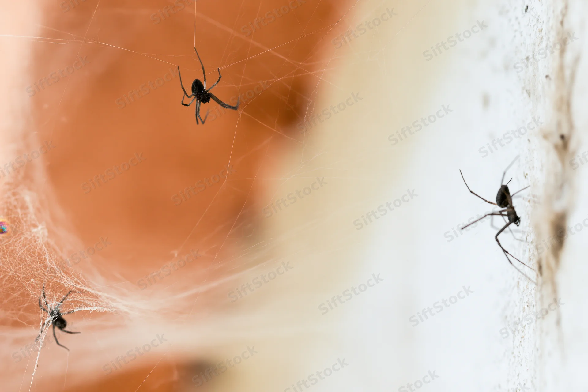 Small spiders on fine cobwebs in a corner between a terracotta pot and a white wall